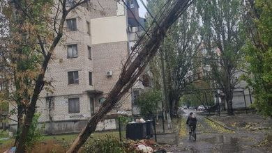 Дерево на електромережі в Миколаєві