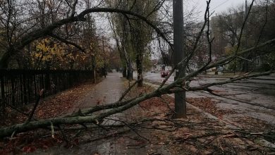 В Миколаєві за добу впало 11 дерев
