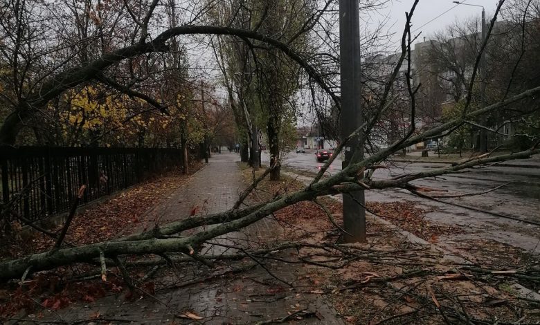 В Миколаєві за добу впало 11 дерев