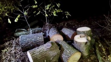 Незаконна порубка лісу