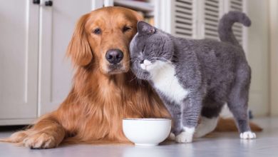 домашні улюбленці.