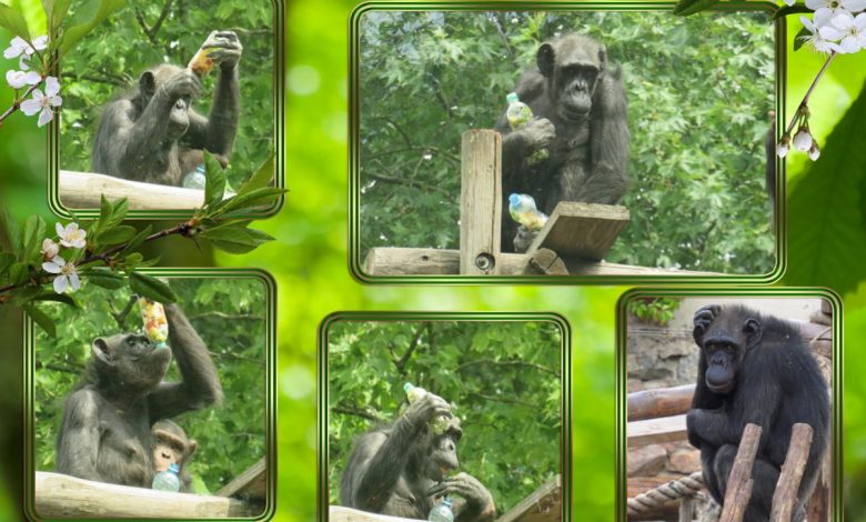 Шимпанзе в Миколаївському зоопарку