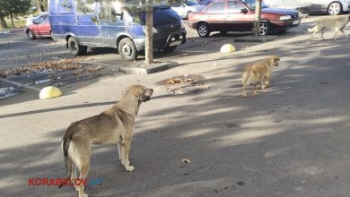 бродячі собаки в Корабельному районі