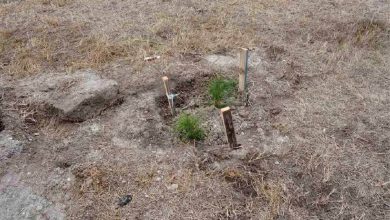 у парку Миколаєва вкрали садженці сосни