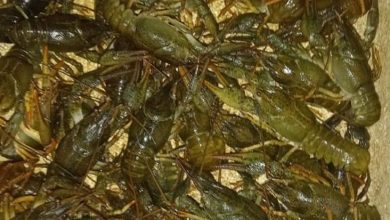 На ринку Миколаєва незаконно продавали раків