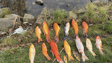 у Галициновому потравили декоративних японських коропів