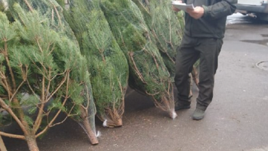 В Николаеве незаконно продавали "новогодние" сосны