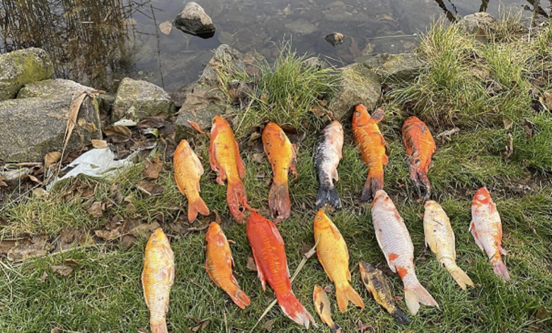 у Галициновому потравили декоративних японських коропів