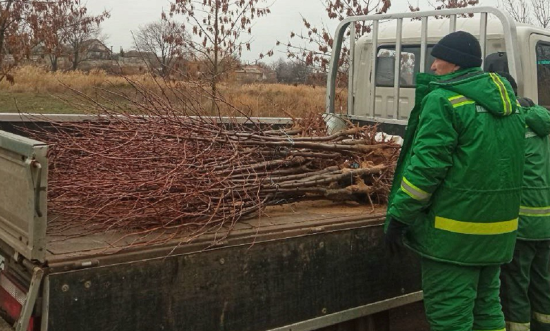 У парку Богоявленському висадили молоді липи
