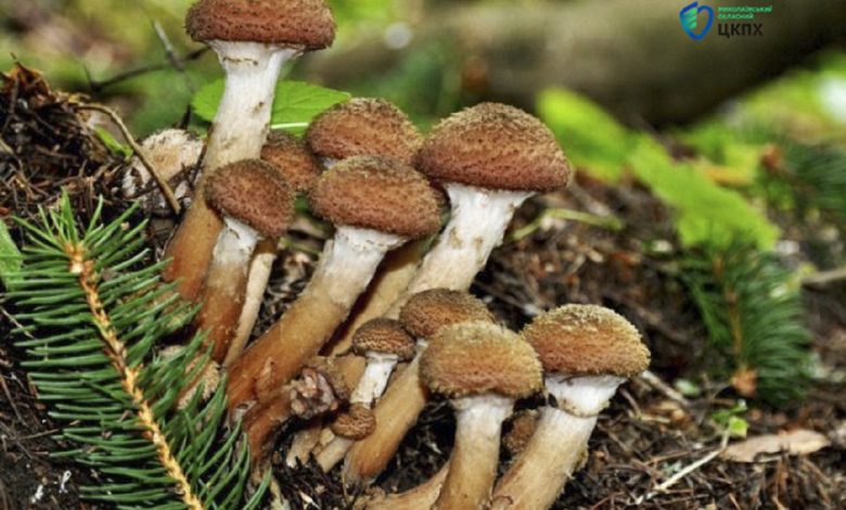 на Миколаївщині з початку року вже 3 випадки отруєння грибами