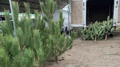 Продаж ялинок