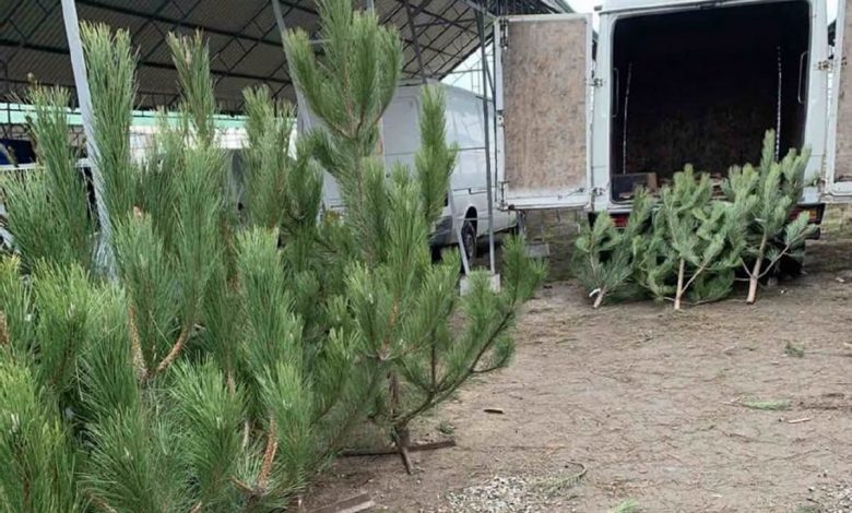 Продаж ялинок