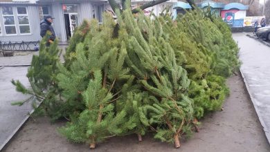 продаж ялинок