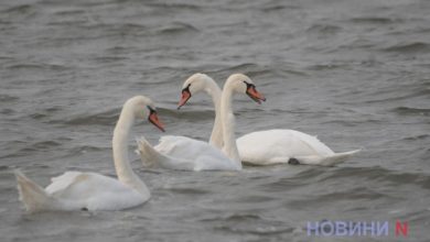 у Корабельному районі оселилася зграя білосніжних лебедів
