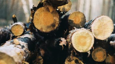 Спилені дерева