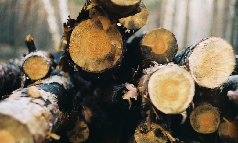 Спилені дерева