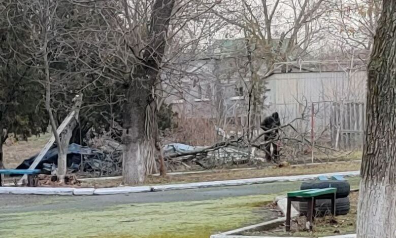 Зрубують дерева біля ПК "Корабельний"