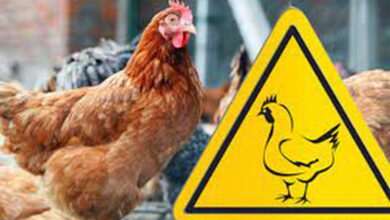 Пташиний грип