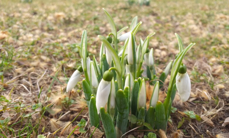 підсніжники