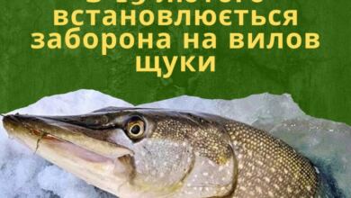 Вилов щуки заборонено