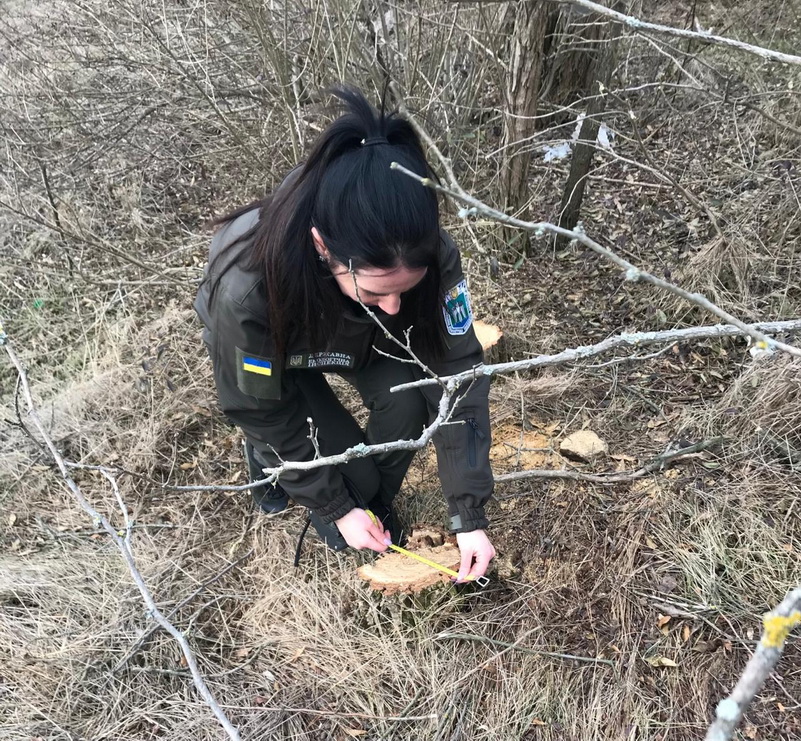Порубка двох дерев породи «Акація біла»