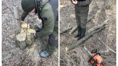Порубка двох дерев породи «Акація біла»