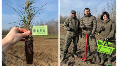 Висадка дерев