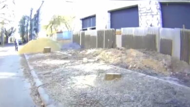 Спилені дерева