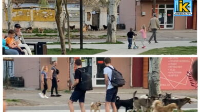 бродячі собави біля дитячого майданчика