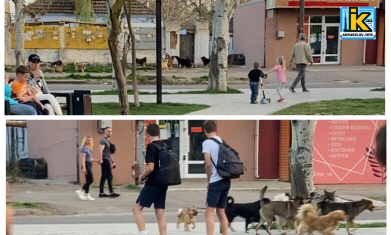 бродячі собави біля дитячого майданчика