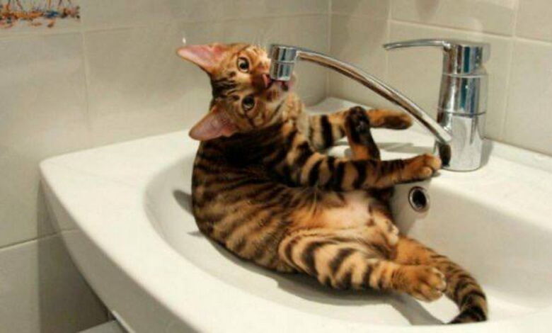 без води