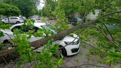 На авто впала гілка дерева