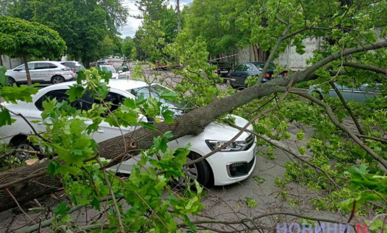 На авто впала гілка дерева
