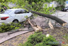 На авто впала гілка дерева