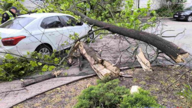 На авто впала гілка дерева