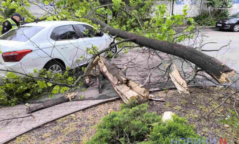 На авто впала гілка дерева