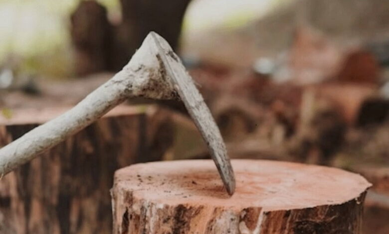 Корчування пнів