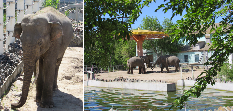 Слони-холостяки Шанті та Дінкара