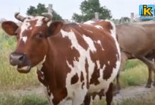 Корови в стресі