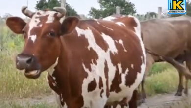 Корови в стресі