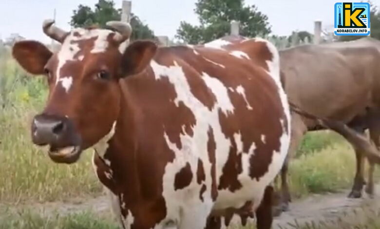 Корови в стресі