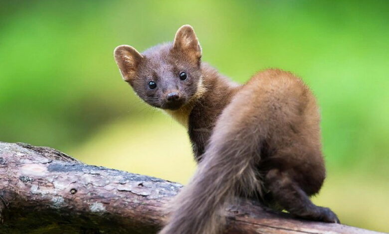 Куниця (ілюстрація)