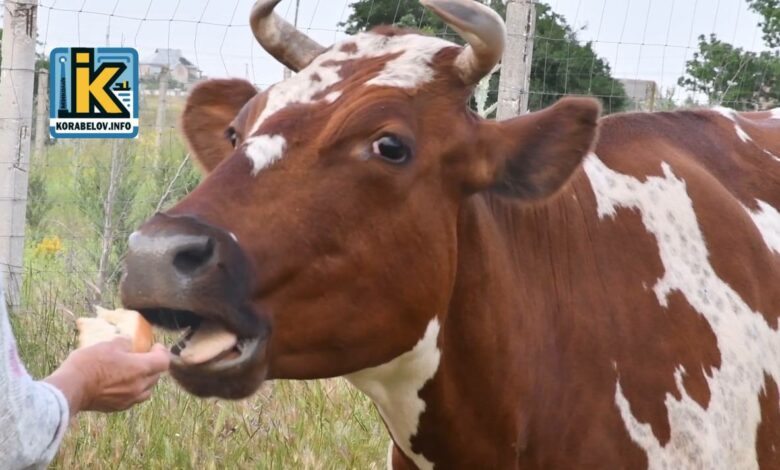 Рогата мешканка Корабельного району