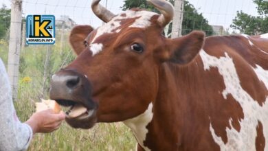 Рогата мешканка Корабельного району