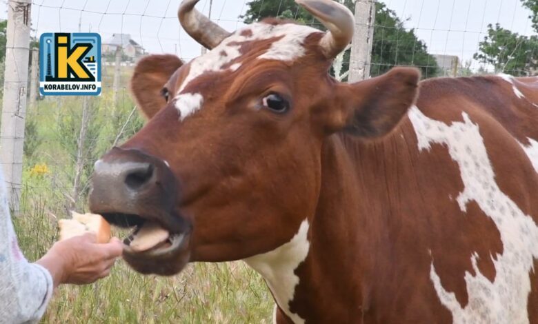 Рогата мешканка Корабельного району