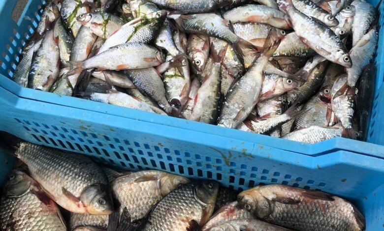 торгівля рибою в Корабельному