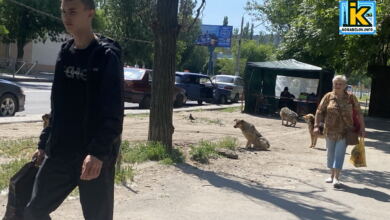 Собаки в Корабельному районі