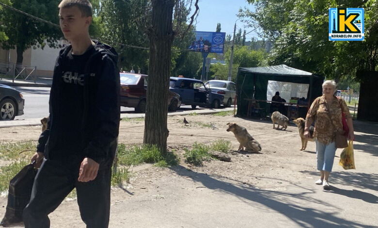 Собаки в Корабельному районі