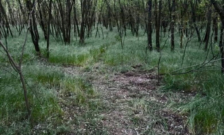 Ліс на Миколаївщині