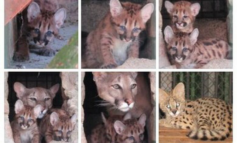 Бебі-бум в Миколаївському зоопарку